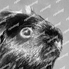 Guinea Pig A3 Print Set