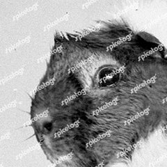 Guinea Pig A3 Print Set